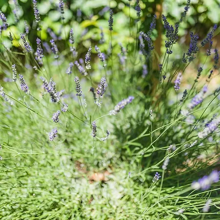 House Gloria Appartement *